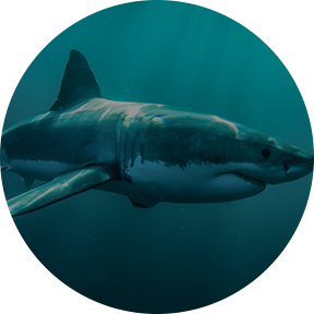 General Balance Calcium Magnesium - Image 6