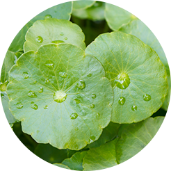 CareCella Skin Innovator - Image 4