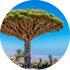 CareCella Line Up Gel Cleanser - Image 5