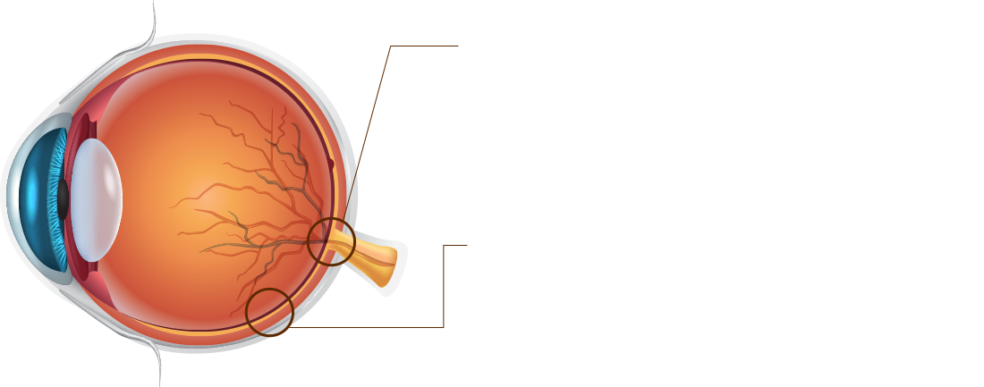Lutein Zeaxanthin - Image 3