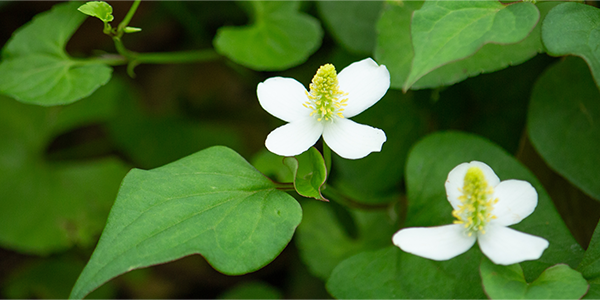 GCOOP Shampoo - Image 3